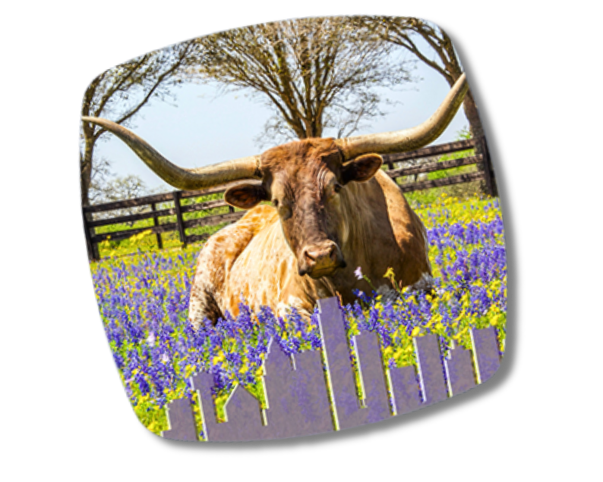 Longhorn & Bluebonnets Magnet